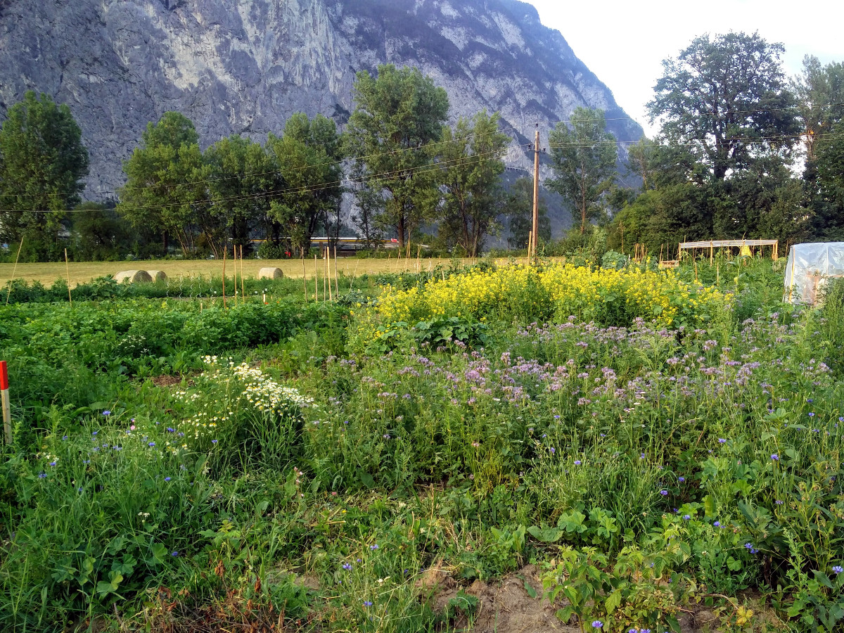 Wildblumen und Co.